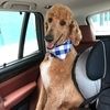 chicago_oliver
